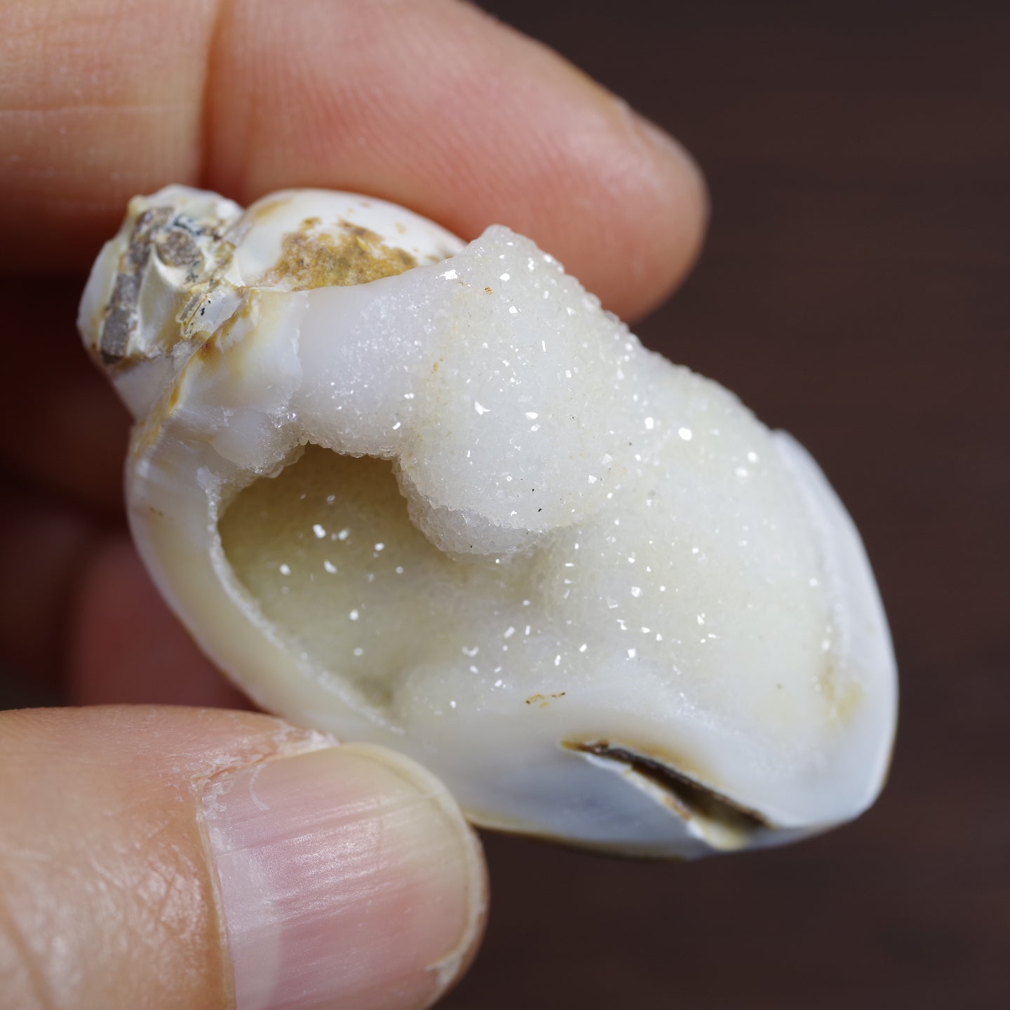 水晶化した巻き貝の化石5 インド産 Crystallized Conch India 写真現物 動画あり – TENDER TIME