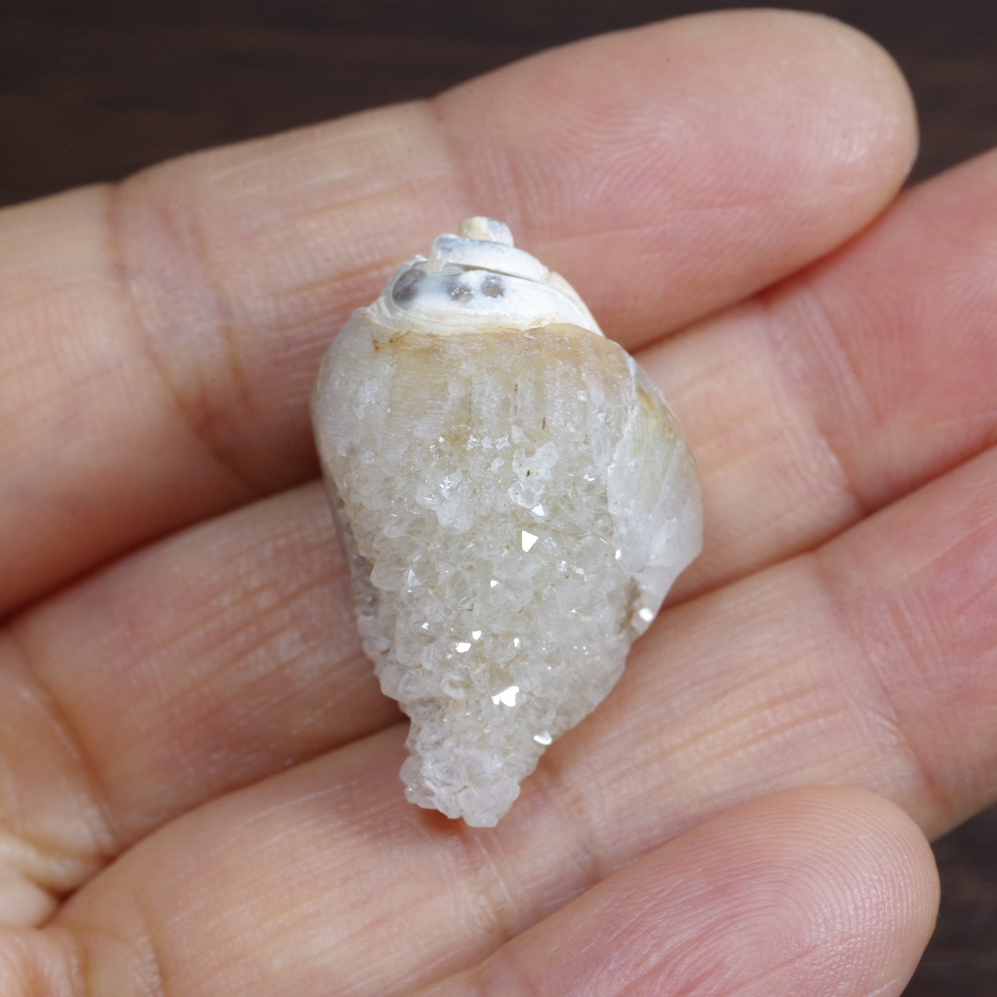 水晶化した巻き貝の化石3 インド産 Crystallized Conch India 写真現物