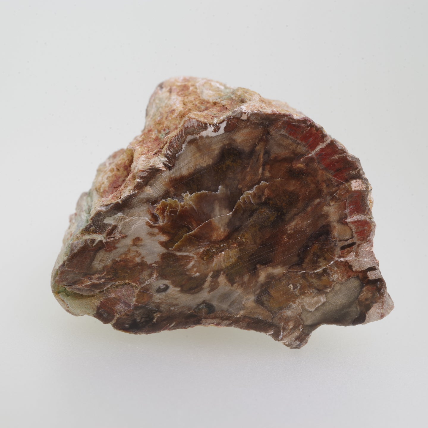 ペトリファイウッド 珪化木2 木化石 マダガスカル産 Petrifiedwood