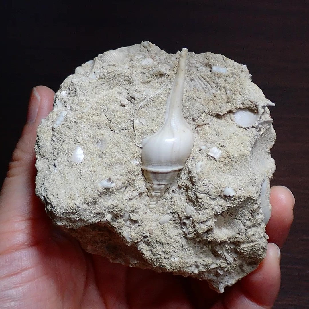 貝の化石 - その他