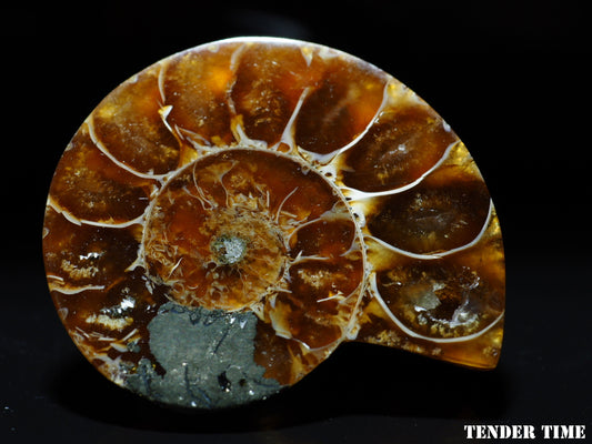 アンモナイトとオウムガイ Ammonite and Nautilus