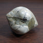 二枚貝の化石2  マダガスカル産  Bivalvia Madagascar 写真現物 動画あり