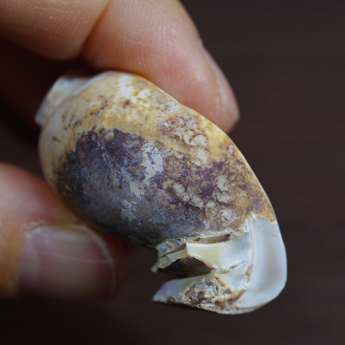 水晶化した巻き貝の化石5 インド産 Crystallized Conch India 写真現物 動画あり