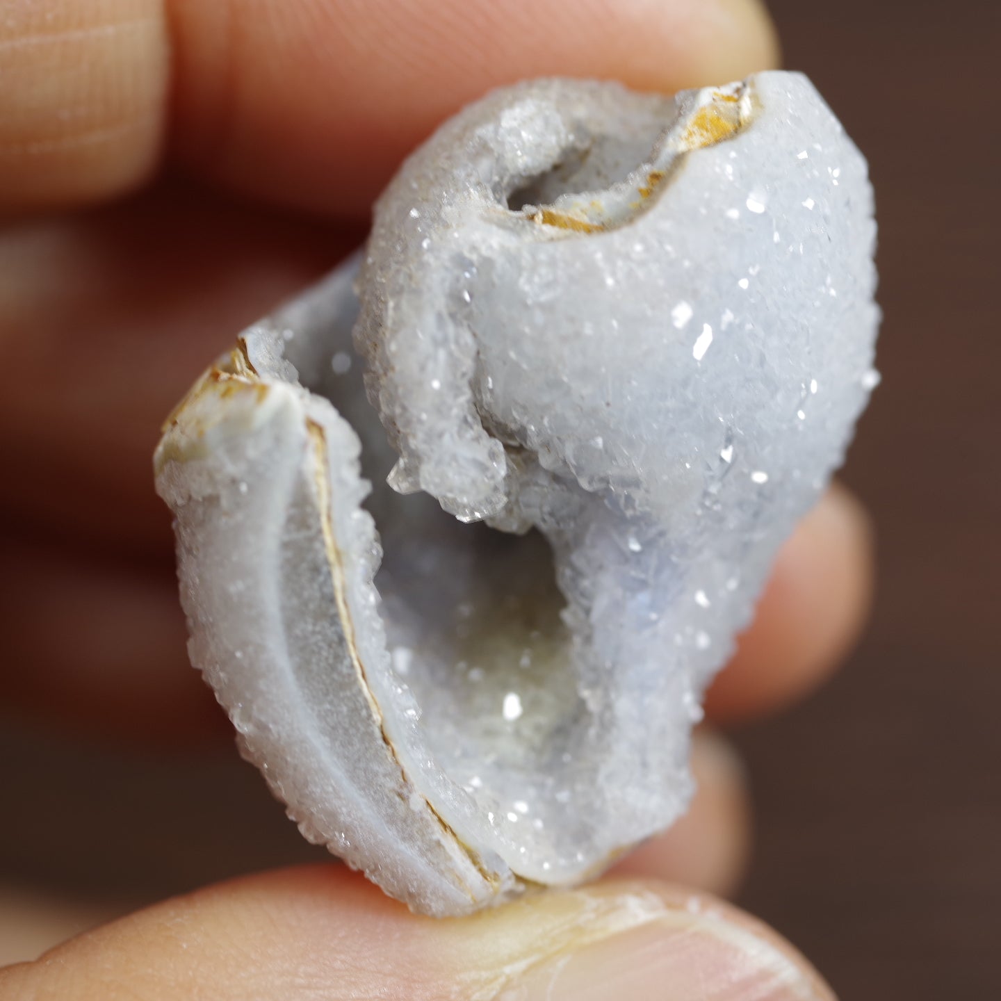 水晶化した巻き貝の化石6 インド産 Crystallized Conch India 写真現物 動画あり