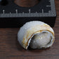 水晶化した巻き貝の化石6 インド産 Crystallized Conch India 写真現物 動画あり