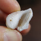水晶化した巻き貝の化石1 インド産 Crystallized Conch India 写真現物 動画あり