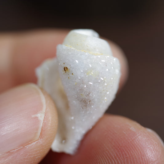 水晶化した巻き貝の化石1 インド産 Crystallized Conch India 写真現物 動画あり