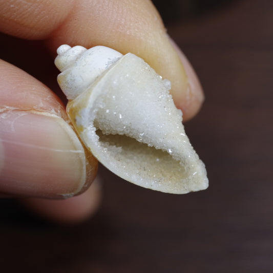 水晶化した巻き貝の化石2 インド産 Crystallized Conch India 写真現物 動画あり