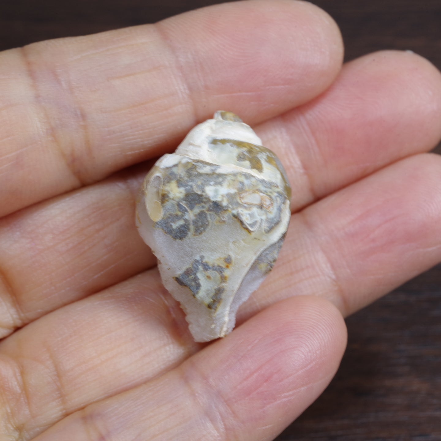 水晶化した巻き貝の化石3 インド産 Crystallized Conch India 写真現物 動画あり