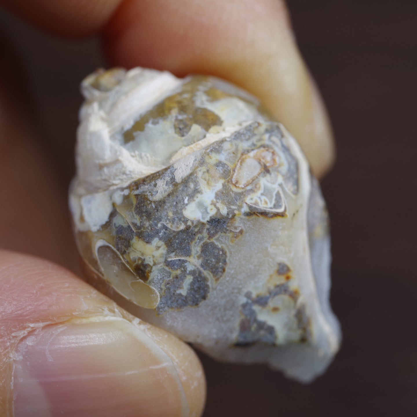 大人女性の 1.81g ドゥルジー状メノウ化左巻き貝化石 インド産 cmim.gob.cl