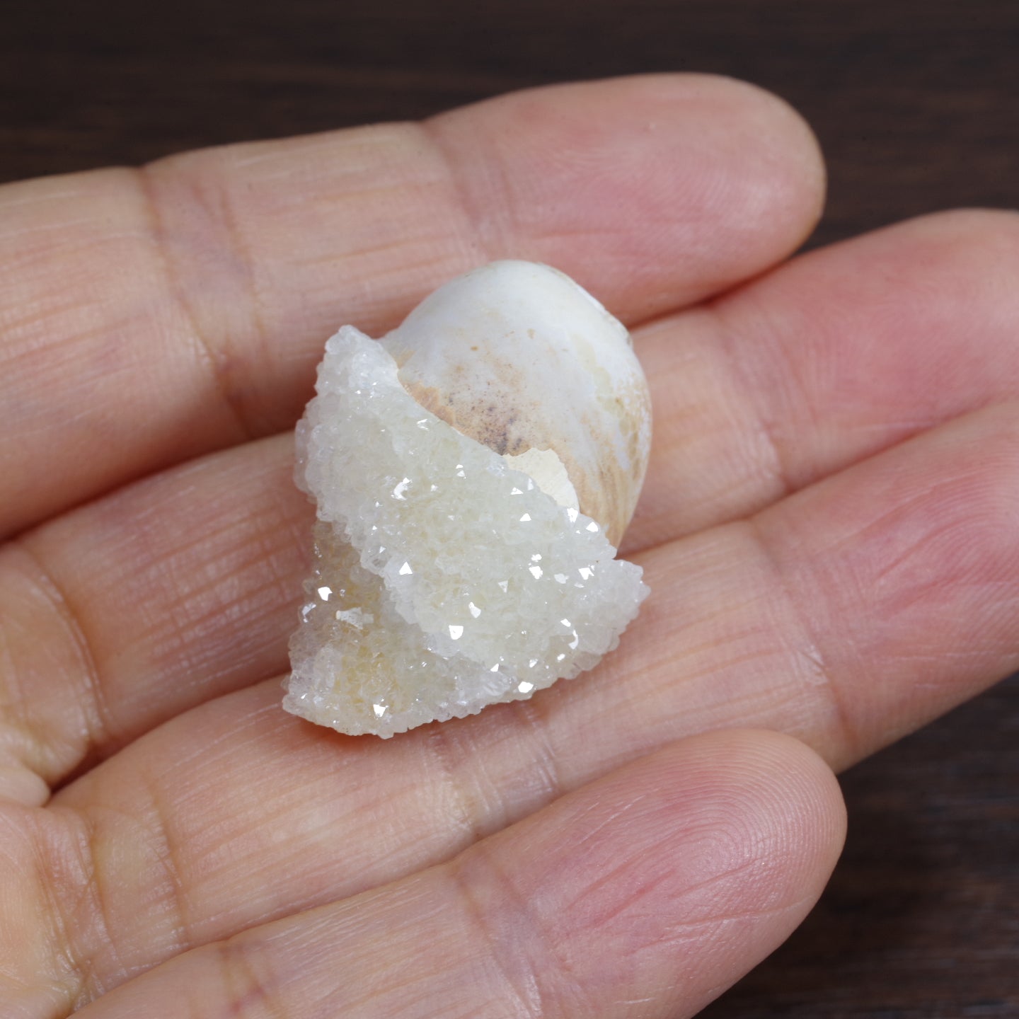 水晶化した巻き貝の化石4 インド産 Crystallized Conch India 写真現物