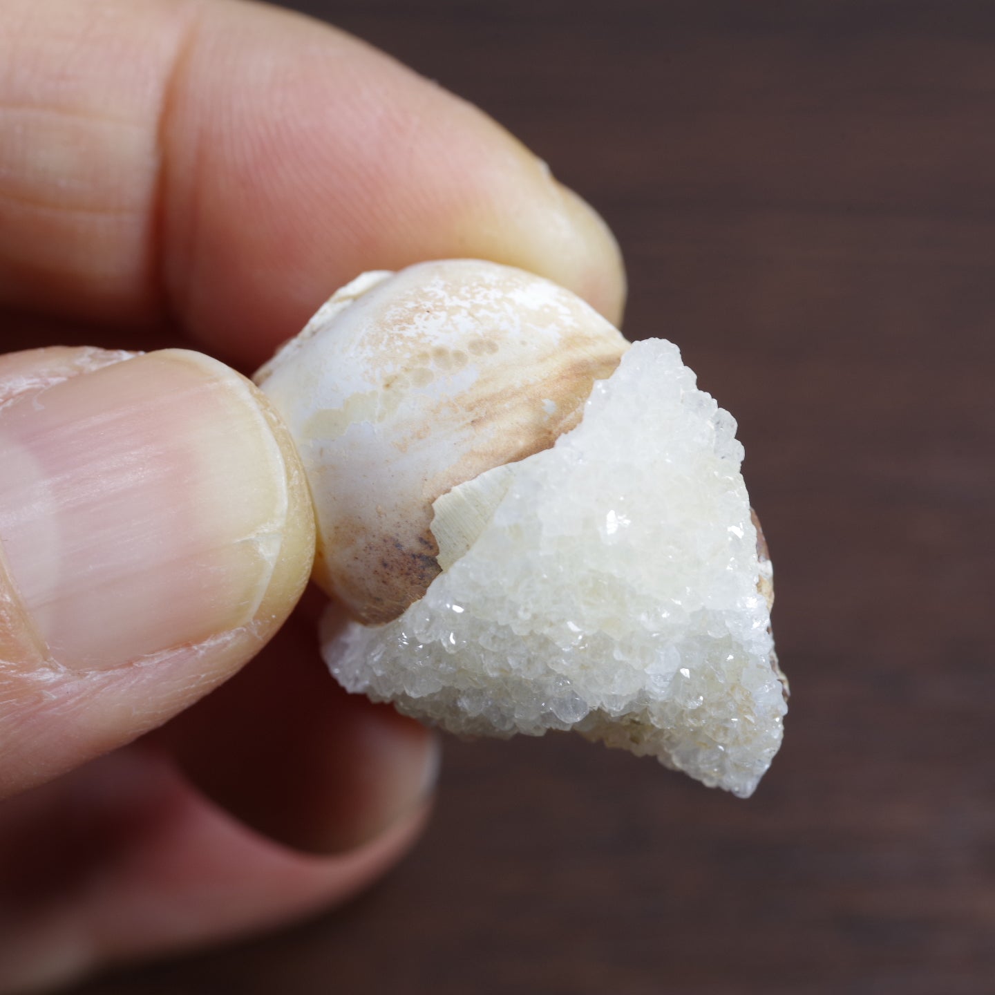 水晶化した巻き貝の化石4 インド産 Crystallized Conch India 写真現物 動画あり