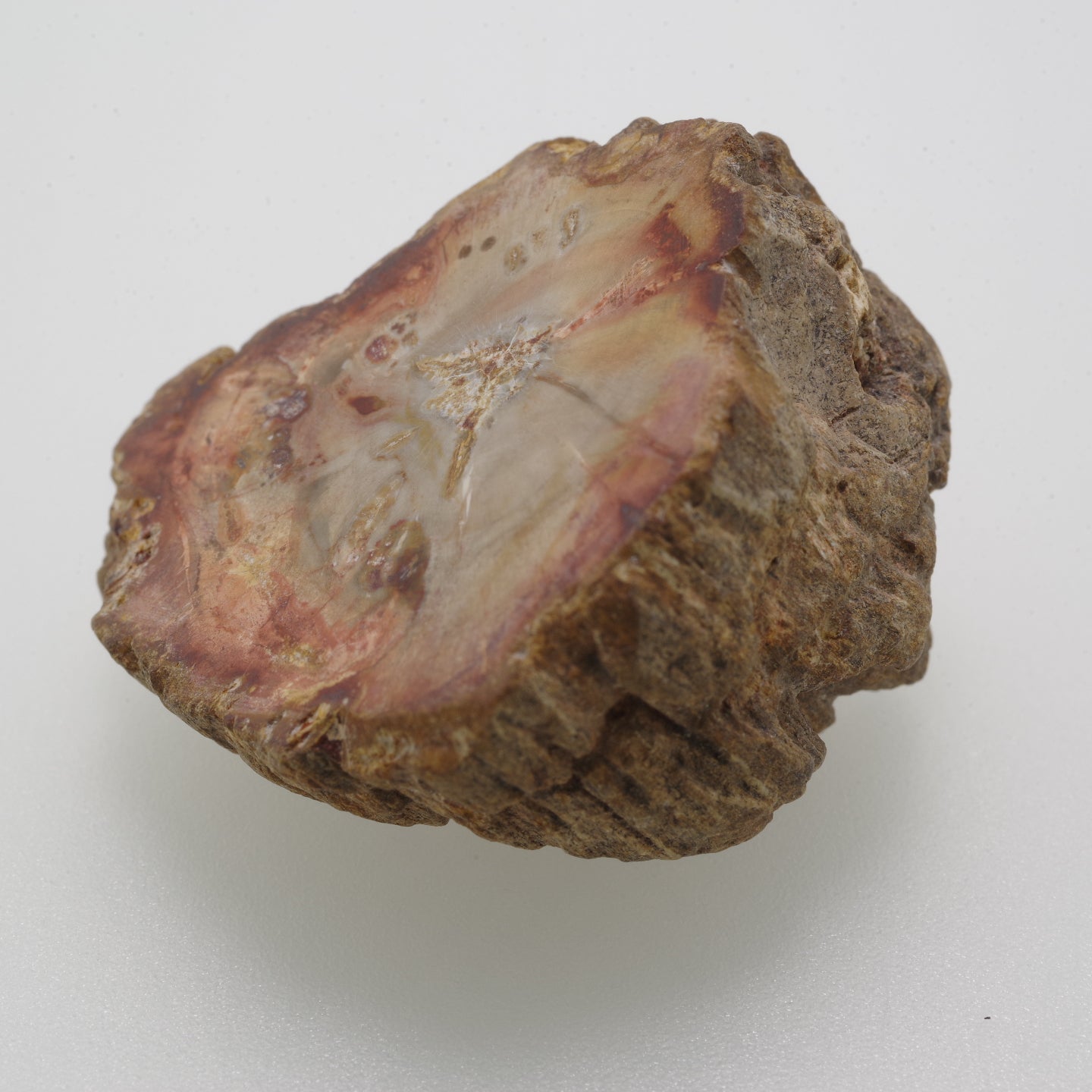 ペトリファイウッド 珪化木1 木化石 マダガスカル産  Petrifiedwood Madagascar 写真現物 動画あり
