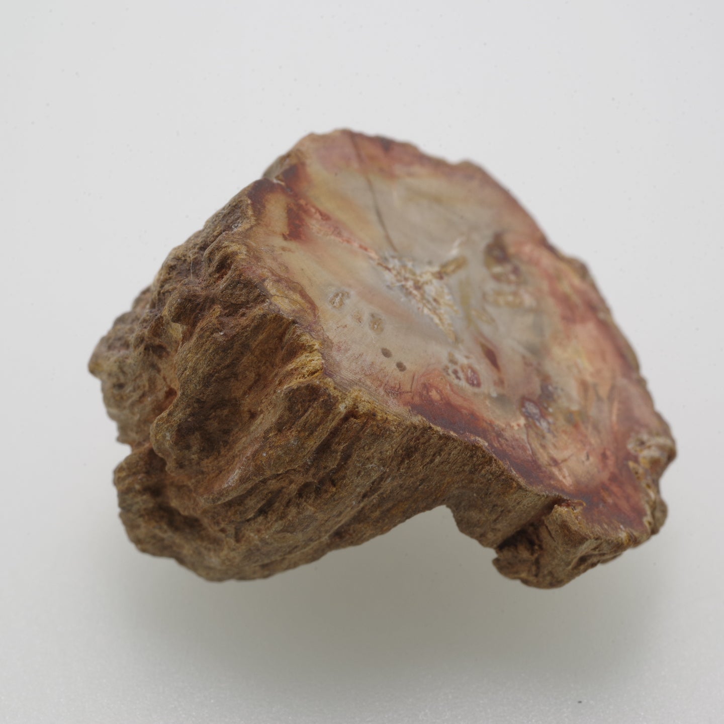 ペトリファイウッド 珪化木1 木化石 マダガスカル産  Petrifiedwood Madagascar 写真現物 動画あり