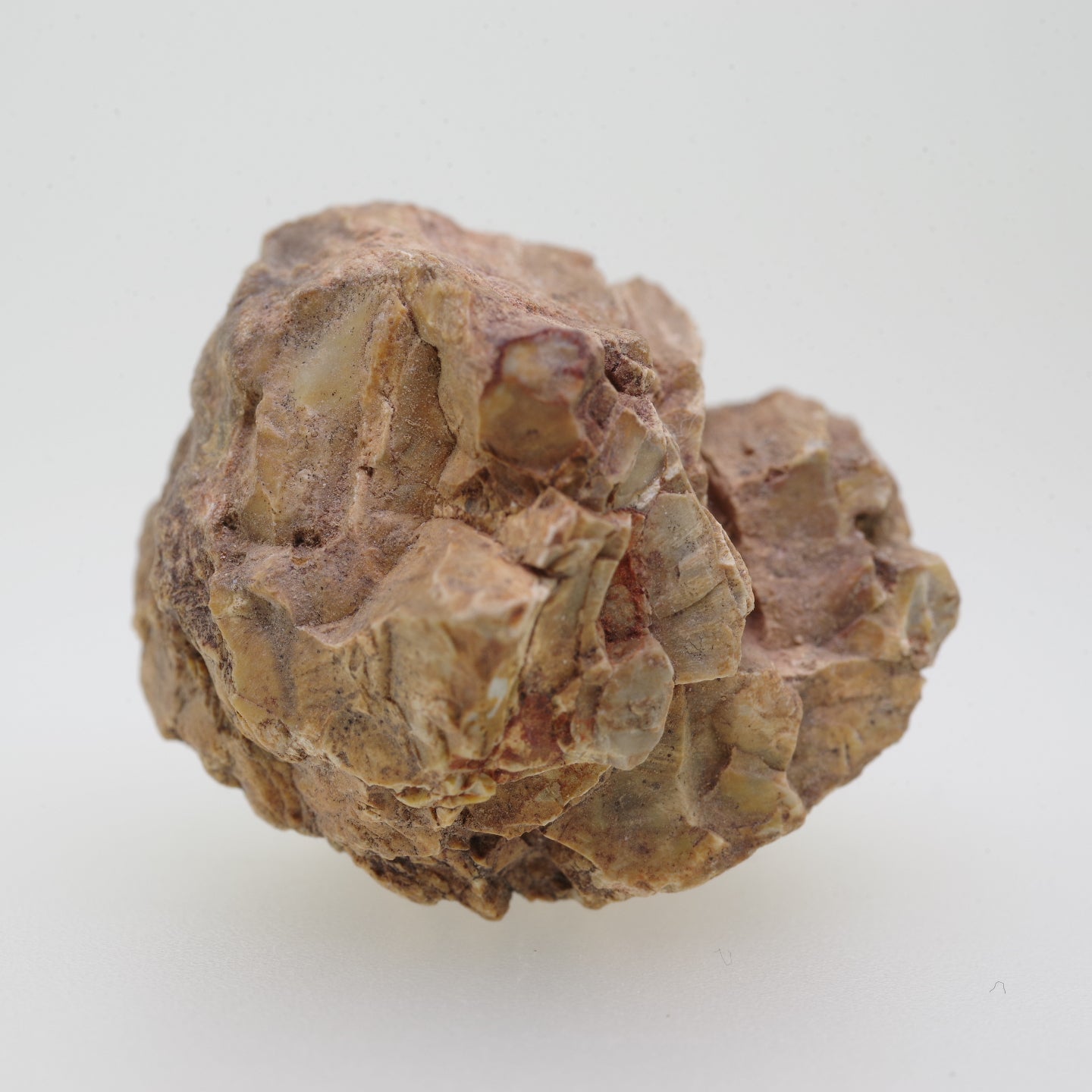 マダガスカル産木化石60ミリ - 置物