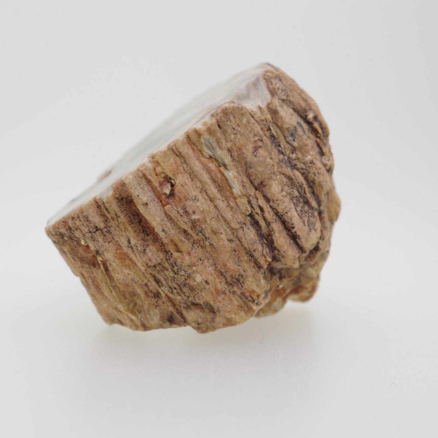 木の化石 珪化木 マダガスカル産 - インテリア小物