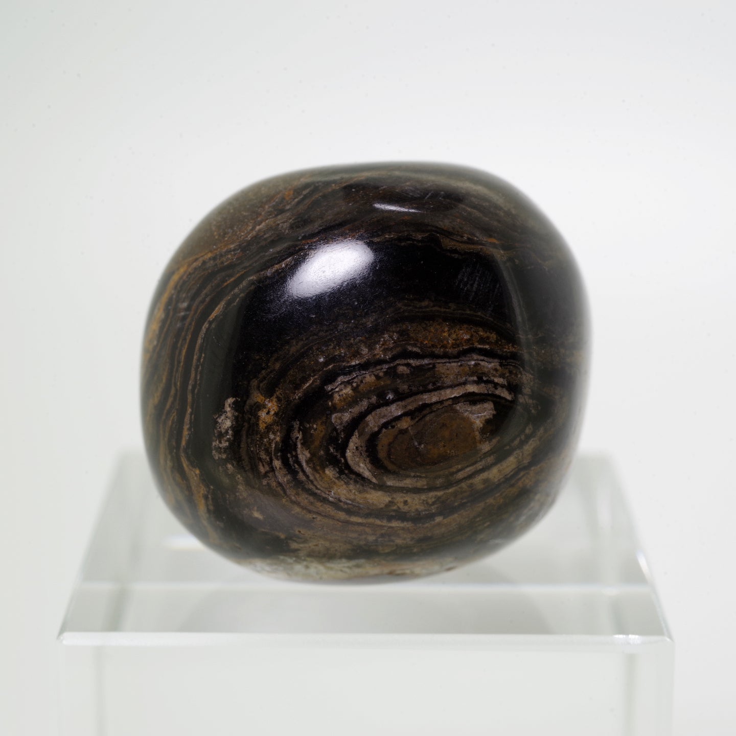 ストロマトライト1 ボリビア産  Stromatolite Bolivia 写真現物 動画あり