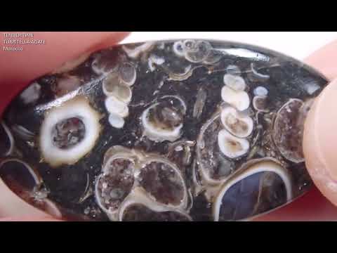 ツリテラアゲート オーバルルース モロッコ産 Turritella Agate