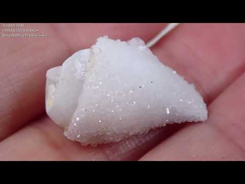 水晶化した巻き貝の化石1 インド産 Crystallized Conch India