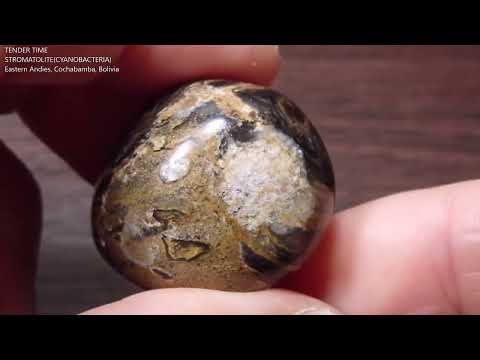 ストロマトライト5 ボリビア産  Stromatolite Bolivia 写真現物 動画あり