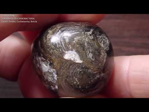 ストロマトライト4 ボリビア産  Stromatolite Bolivia 写真現物 動画あり