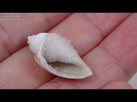 水晶化した巻き貝の化石2 インド産 Crystallized Conch India 写真現物 動画あり